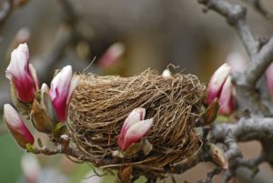 flowers-712052_1280